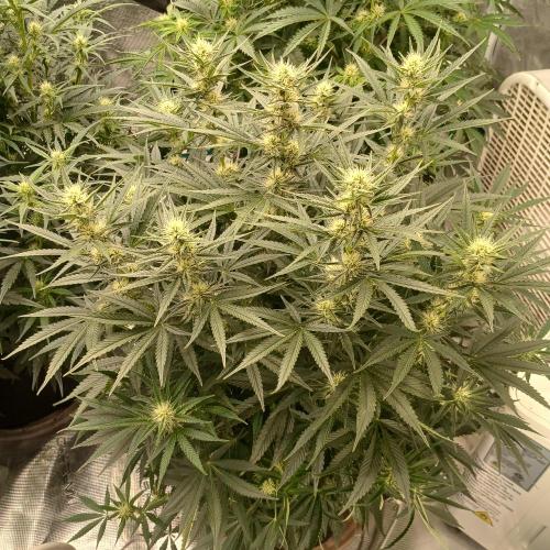 Dodgy Jammers. Week 7 - Day 48