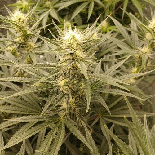 Dodgy Jammers. Week 7 - Day 48