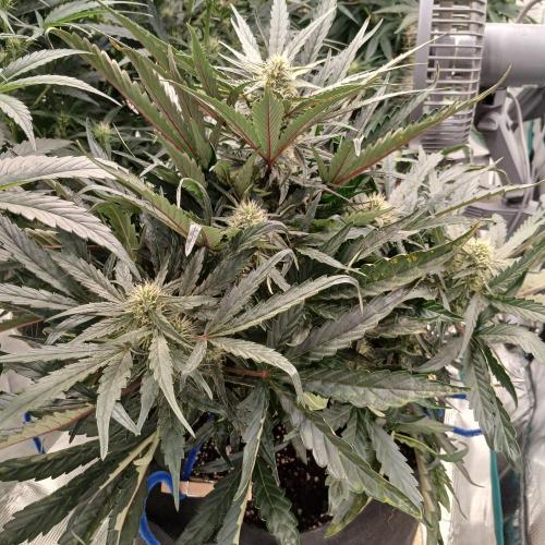 Mango Runtz. Week 6 - Day 39