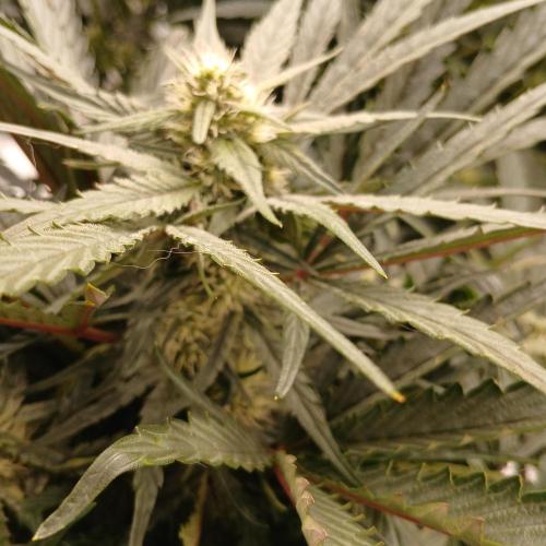 Mango Runtz. Week 6 - Day 39