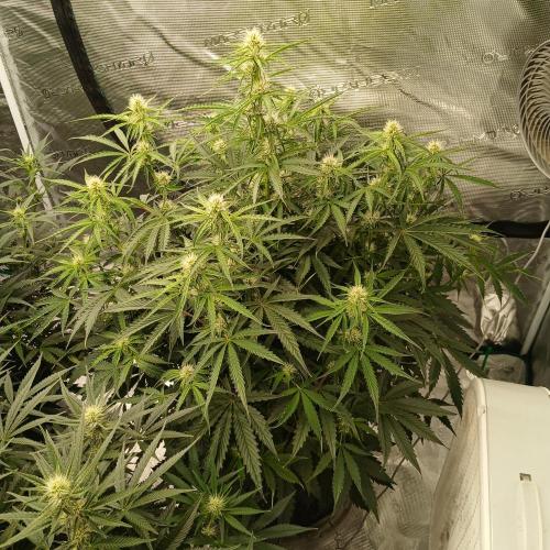 Beary Berry Punch. Week 6 - Day 37