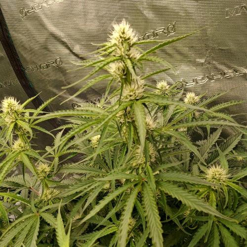 Beary Berry Punch. Week 6 - Day 37