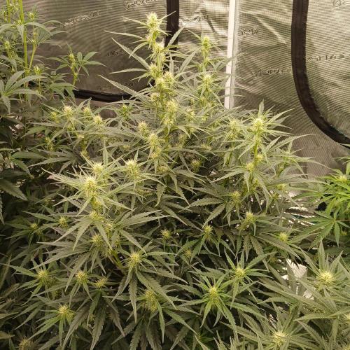Skywalker x Ripley OG - FREEBIES. Week 5 - Day 34