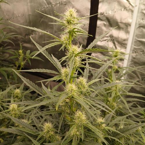 Skywalker x Ripley OG - FREEBIES. Week 5 - Day 34