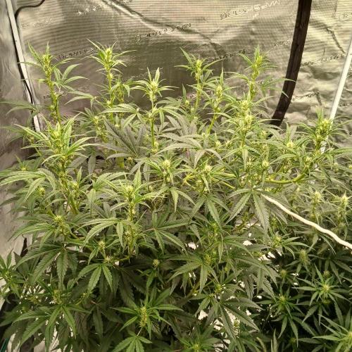 Forum Stomper x Grapewalker Kush-FREEBIE. Week 5 - Day 33