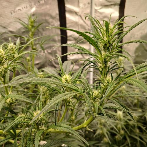Forum Stomper x Grapewalker Kush-FREEBIE. Week 5 - Day 33