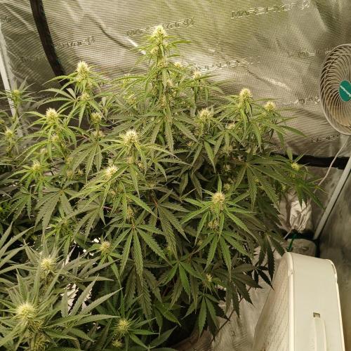 Beary Berry Punch. Week 6 - Day 38
