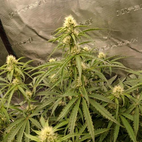Beary Berry Punch. Week 6 - Day 38