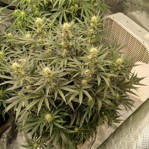 Dodgy Jammers. Week 7 - Day 49