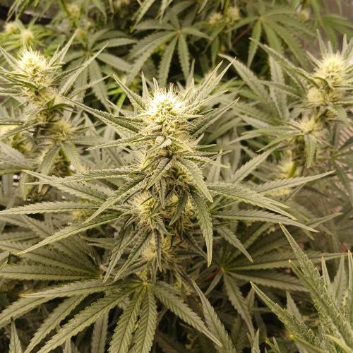 Dodgy Jammers. Week 7 - Day 49
