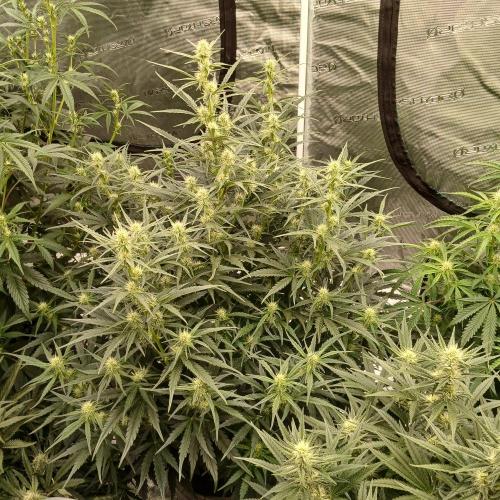 Skywalker x Ripley OG - FREEBIES. Week 5 - Day 35