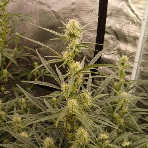 Skywalker x Ripley OG - FREEBIES. Week 5 - Day 35