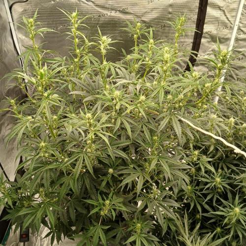 Forum Stomper x Grapewalker Kush-FREEBIE. Week 5 - Day 34