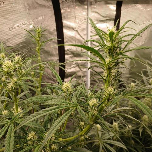 Forum Stomper x Grapewalker Kush-FREEBIE. Week 5 - Day 34