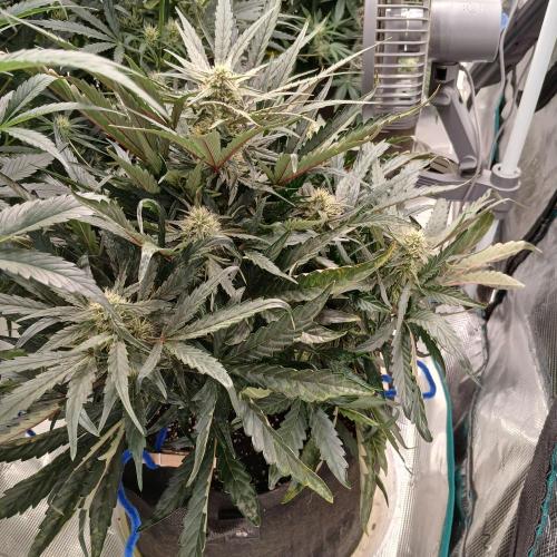 Mango Runtz. Week 6 - Day 40