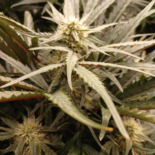 Mango Runtz. Week 6 - Day 40