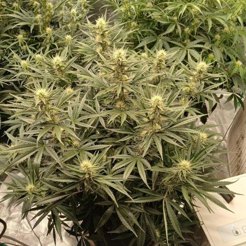 Dodgy Jammers. Week 8 - Day 50
