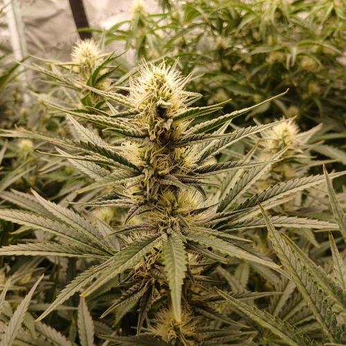 Dodgy Jammers. Week 8 - Day 50