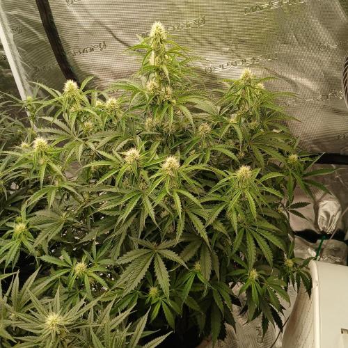 Beary Berry Punch. Week 6 - Day 39