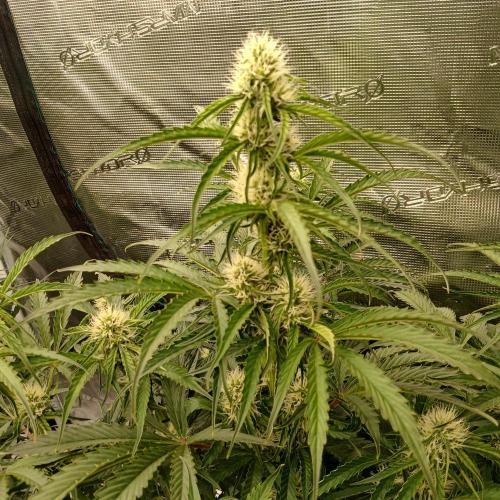 Beary Berry Punch. Week 6 - Day 39