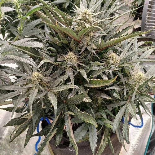 Mango Runtz. Week 6 - Day 41