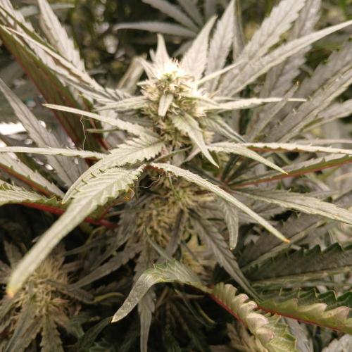Mango Runtz. Week 6 - Day 41