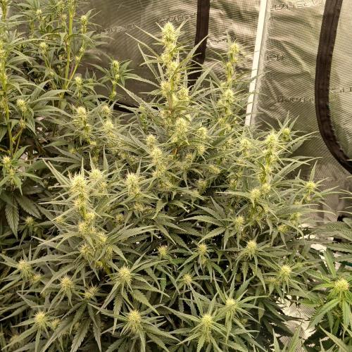 Skywalker x Ripley OG - FREEBIES. Week 6 - Day 36