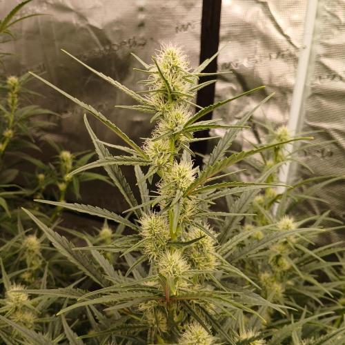 Skywalker x Ripley OG - FREEBIES. Week 6 - Day 36