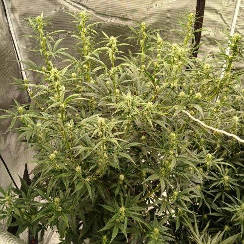 Forum Stomper x Grapewalker Kush-FREEBIE. Week 5 - Day 35