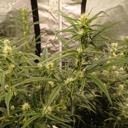 Forum Stomper x Grapewalker Kush-FREEBIE. Week 5 - Day 35