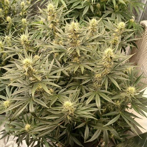 Dodgy Jammers. Week 8 - Day 51