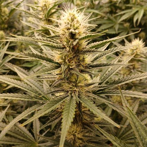 Dodgy Jammers. Week 8 - Day 51
