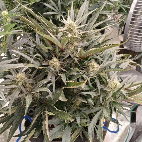 Mango Runtz. Week 6 - Day 42