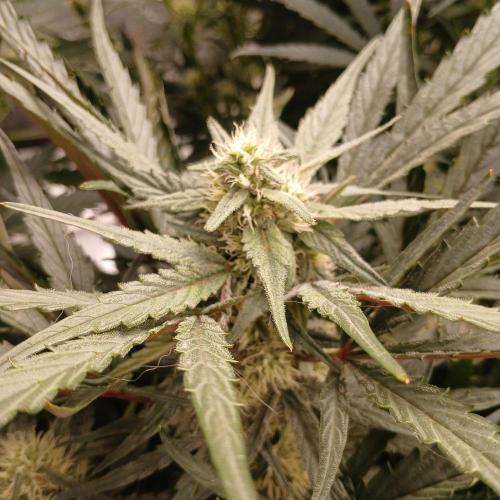 Mango Runtz. Week 6 - Day 42