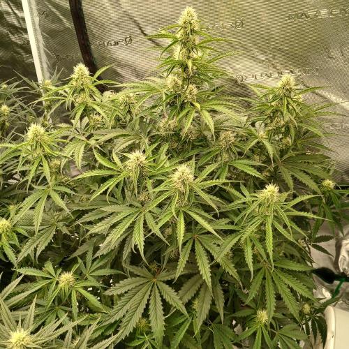 Beary Berry Punch. Week 6 - Day 40