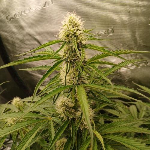 Beary Berry Punch. Week 6 - Day 40
