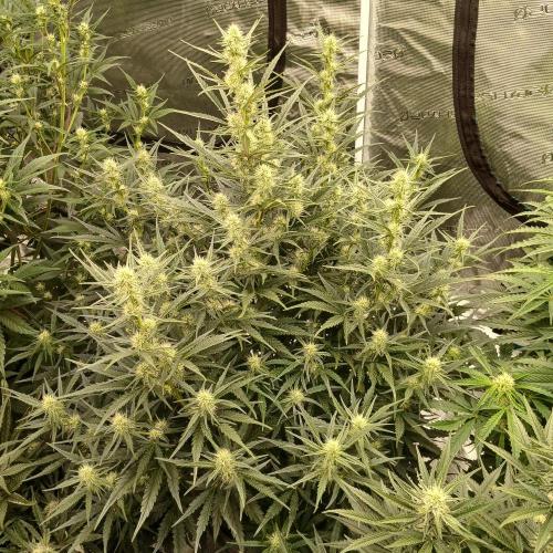 Skywalker x Ripley OG - FREEBIES. Week 6 - Day 37
