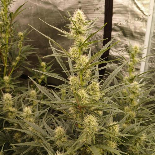 Skywalker x Ripley OG - FREEBIES. Week 6 - Day 37