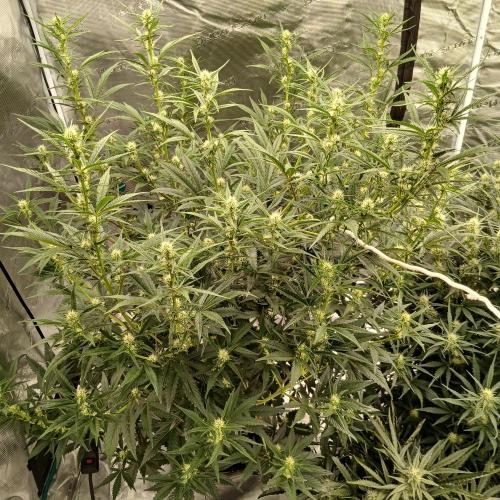 Forum Stomper x Grapewalker Kush-FREEBIE. Week 6 - Day 36