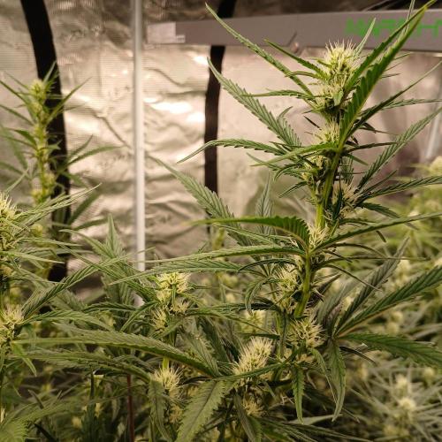 Forum Stomper x Grapewalker Kush-FREEBIE. Week 6 - Day 36