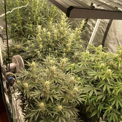 Forum Stomper x Grapewalker Kush-FREEBIE. Week 6 - missing the perpetual, lack of space, at least the runtz was small