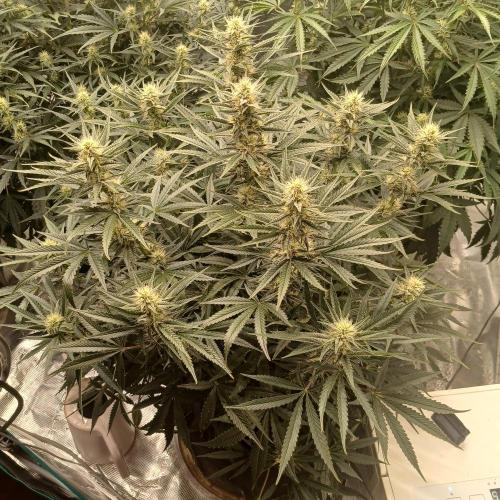 Dodgy Jammers. Week 8 - Day 52