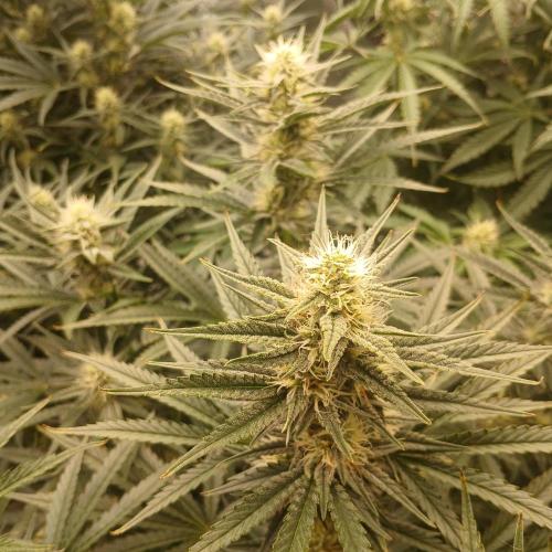 Dodgy Jammers. Week 8 - Day 52
