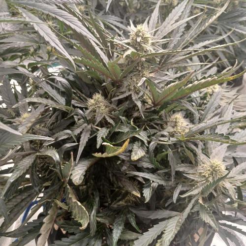 Mango Runtz. Week 7 - Day 43