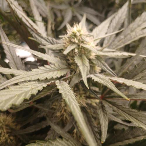 Mango Runtz. Week 7 - Day 43