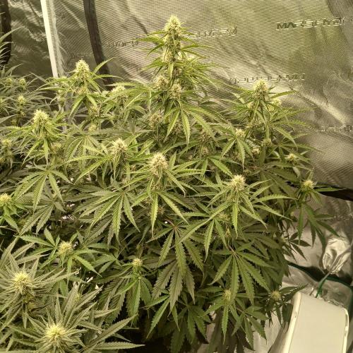 Beary Berry Punch. Week 6 - Day 41