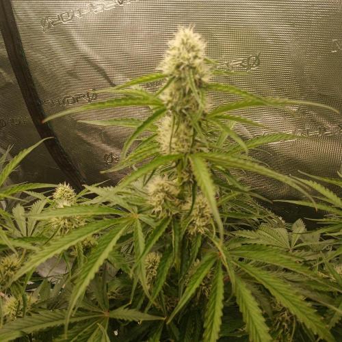 Beary Berry Punch. Week 6 - Day 41