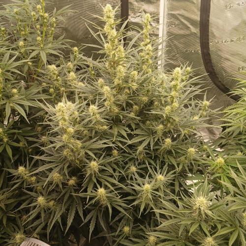 Skywalker x Ripley OG - FREEBIES. Week 6 - Day 38