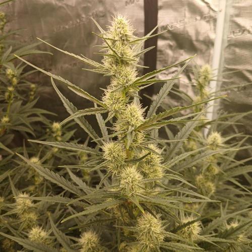 Skywalker x Ripley OG - FREEBIES. Week 6 - Day 38