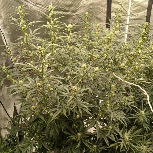 Forum Stomper x Grapewalker Kush-FREEBIE. Week 6 - Day 37